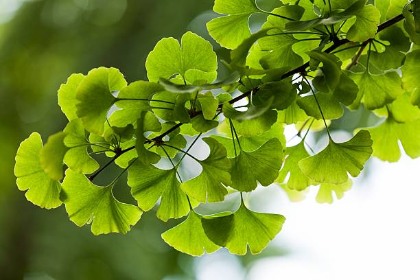 Gingko Boloba